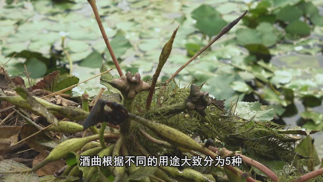 自制植物草本酒曲