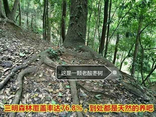 好吃爆的野生酸枣糕,无添加剂,酸酸甜甜,口感Q弹的做法 步骤1