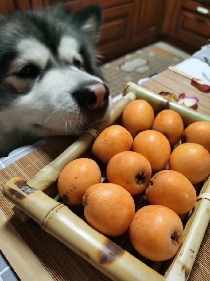 秒吃枇杷